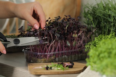 Photo of Woman with scissors cutting fresh radish microgreens at countertop in kitchen, closeup