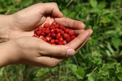 Photo of Woman with handful of fresh wild strawberries outdoors, closeup