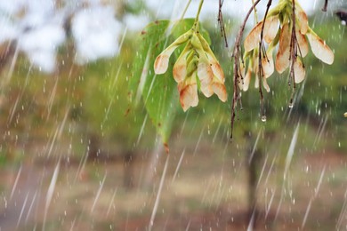 Photo of Tree branch in park during rain, closeup. Space for text