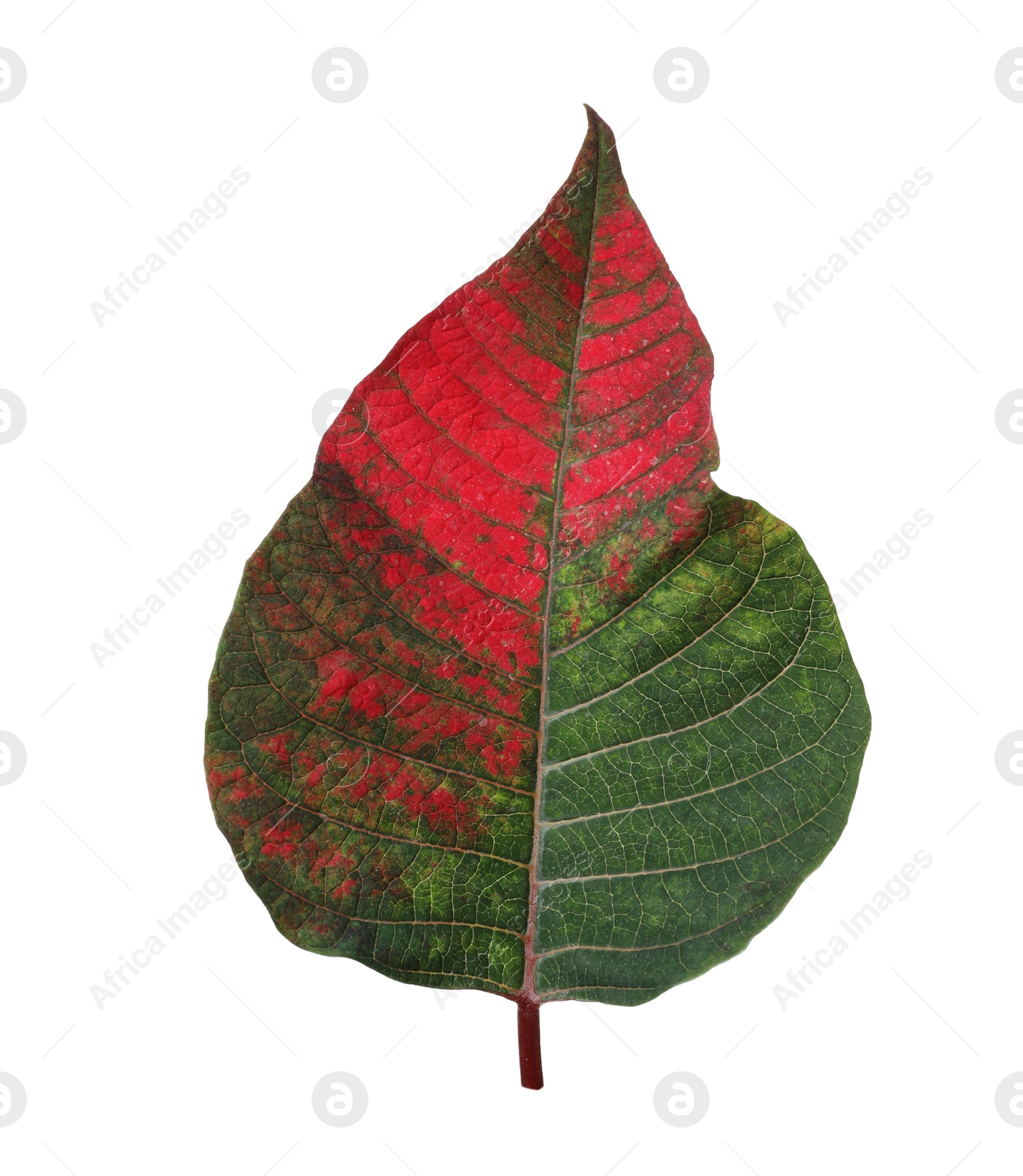 Photo of Leaf of tropical poinsettia plant isolated on white