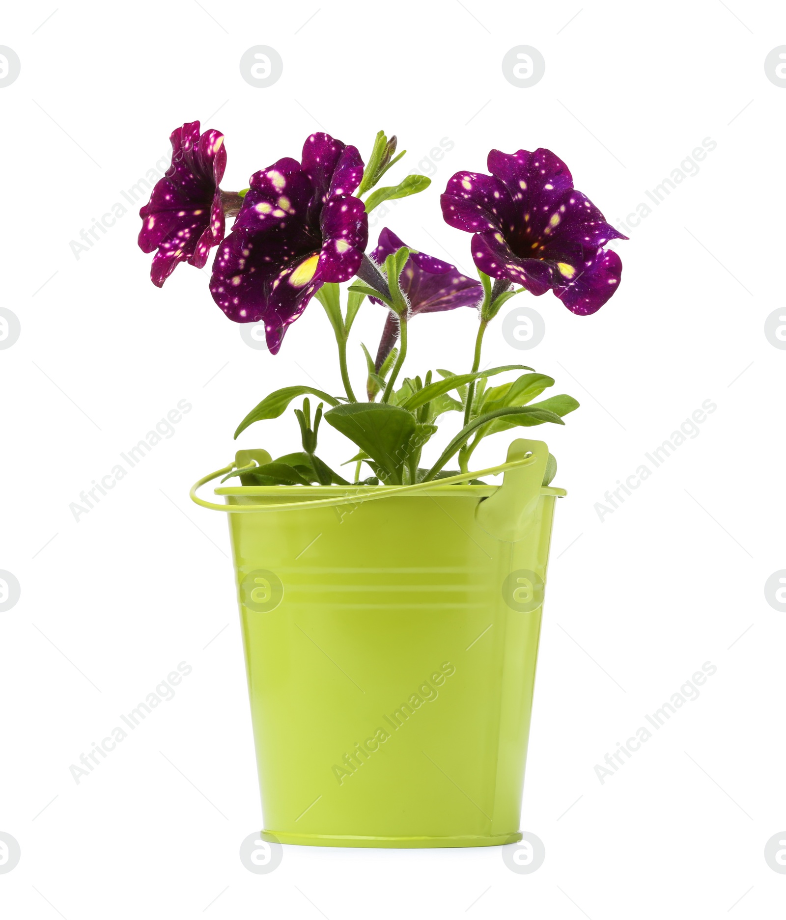 Photo of Beautiful petunia flowers in green pot isolated on white