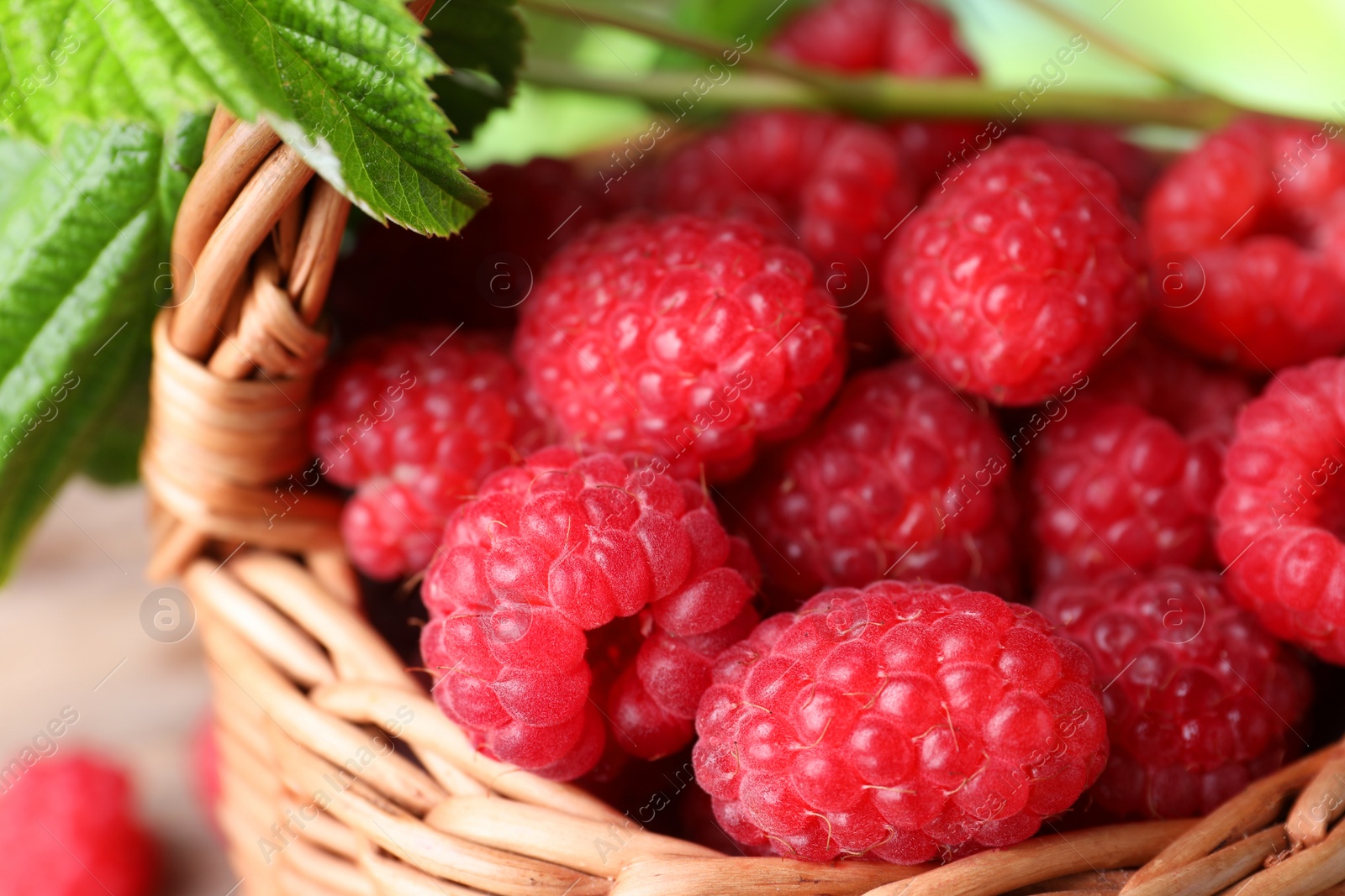 Photo of Tasty ripe raspberries and green leaves in wicker basket, closeup