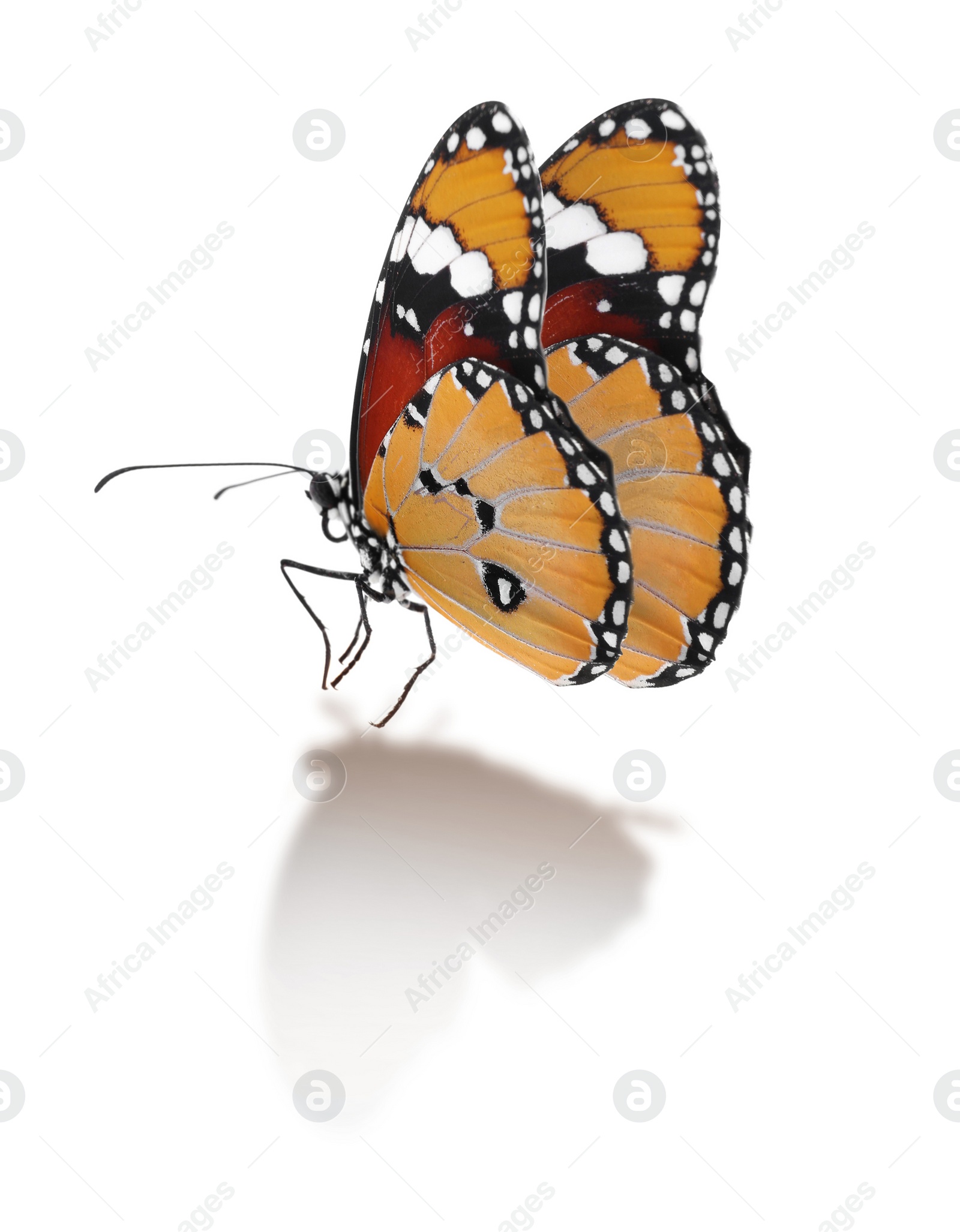 Image of Beautiful plain tiger butterfly on white background