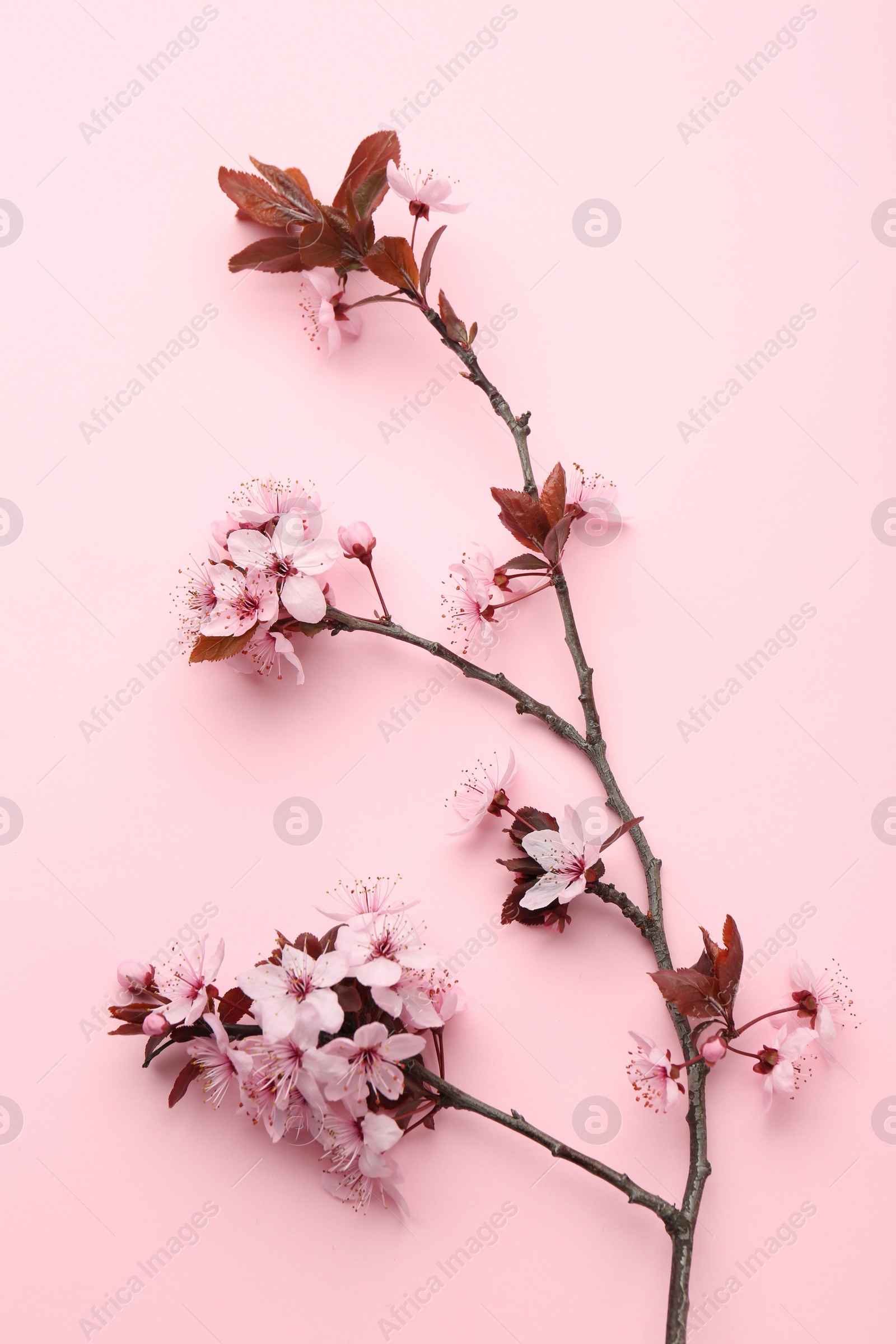 Photo of Spring tree branch with beautiful blossoms on pink background, top view