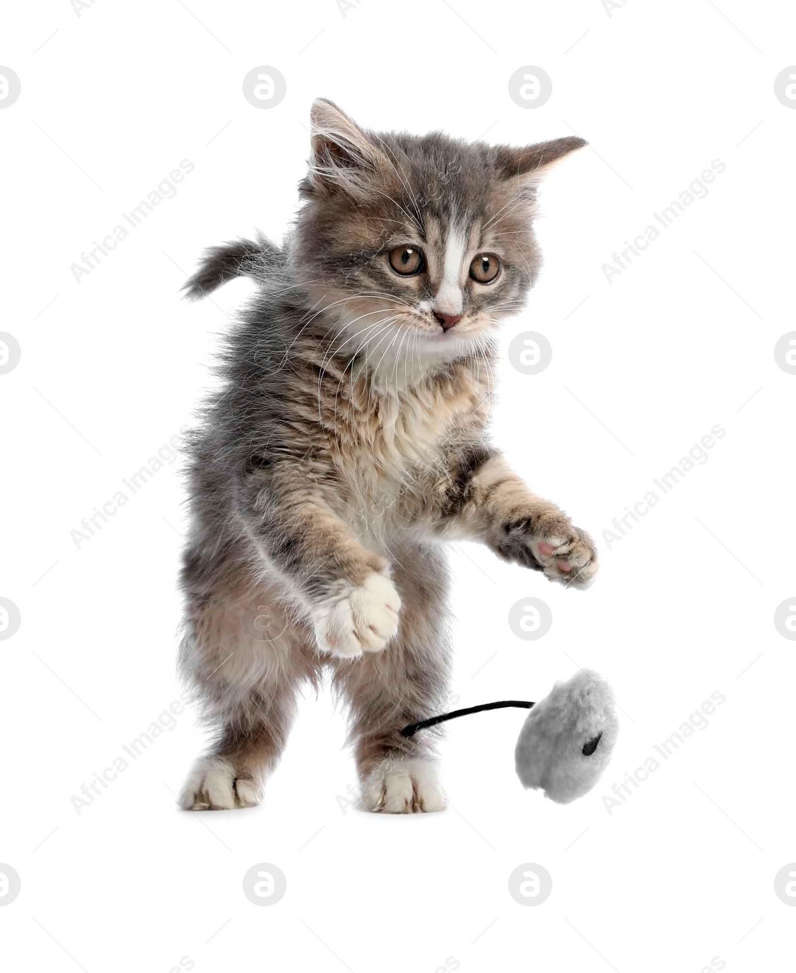 Photo of Cute kitten playing with fur ball on white background. Pet toy