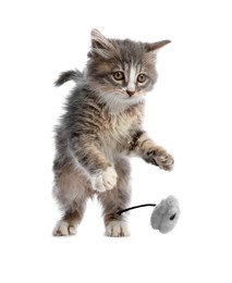 Photo of Cute kitten playing with fur ball on white background. Pet toy