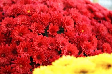 Beautiful fresh bouquet of colorful chrysanthemum flowers