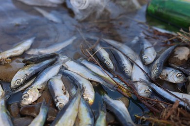 Photo of Dead fishes near river, closeup. Environmental pollution concept