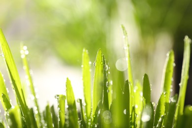 Photo of Lush green grass with water drops outdoors on sunny day, closeup