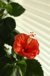 Hibiscus plant with beautiful red flower near window indoors