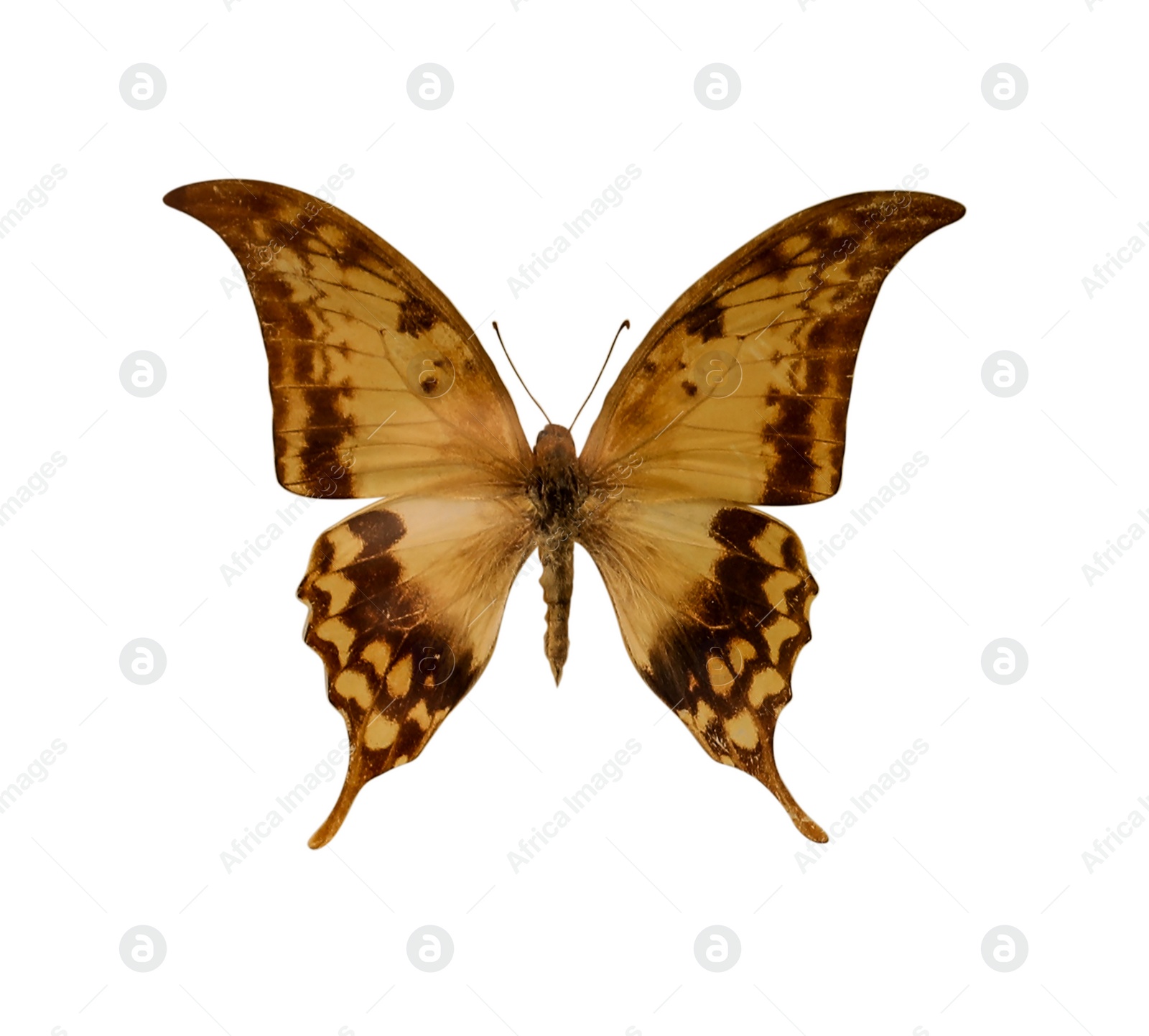 Image of Beautiful fragile exotic butterfly on white background