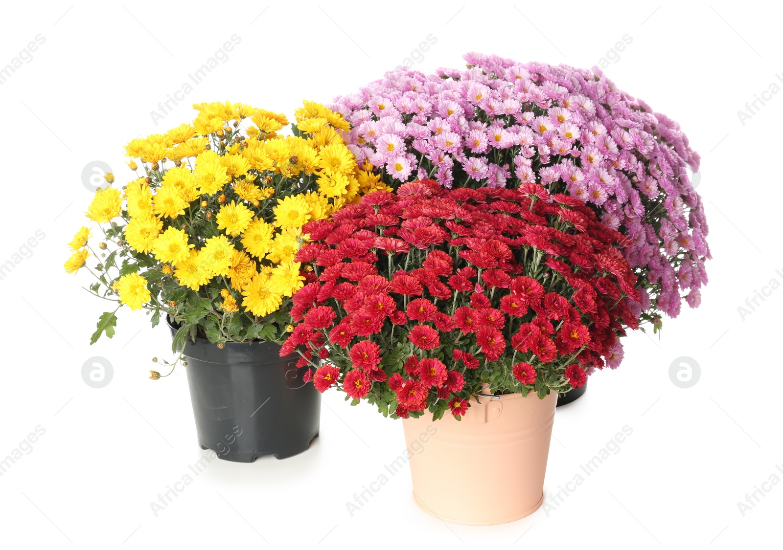 Photo of Pots with beautiful colorful chrysanthemum flowers on white background