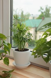 Photo of Different potted green houseplants on windowsill indoors