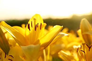 Photo of Beautiful bright yellow lilies growing at flower field, closeup