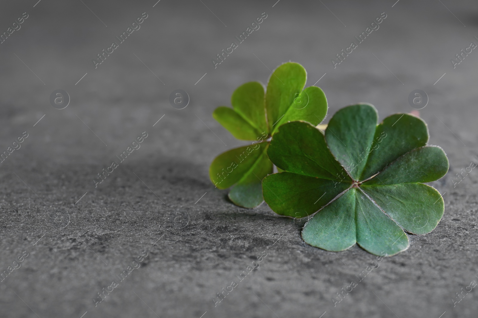 Photo of Green four leaf clover on grey table, closeup. Space for text