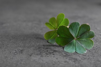 Photo of Green four leaf clover on grey table, closeup. Space for text