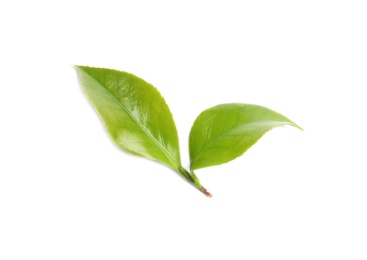 Photo of Green leaves of tea plant on white background