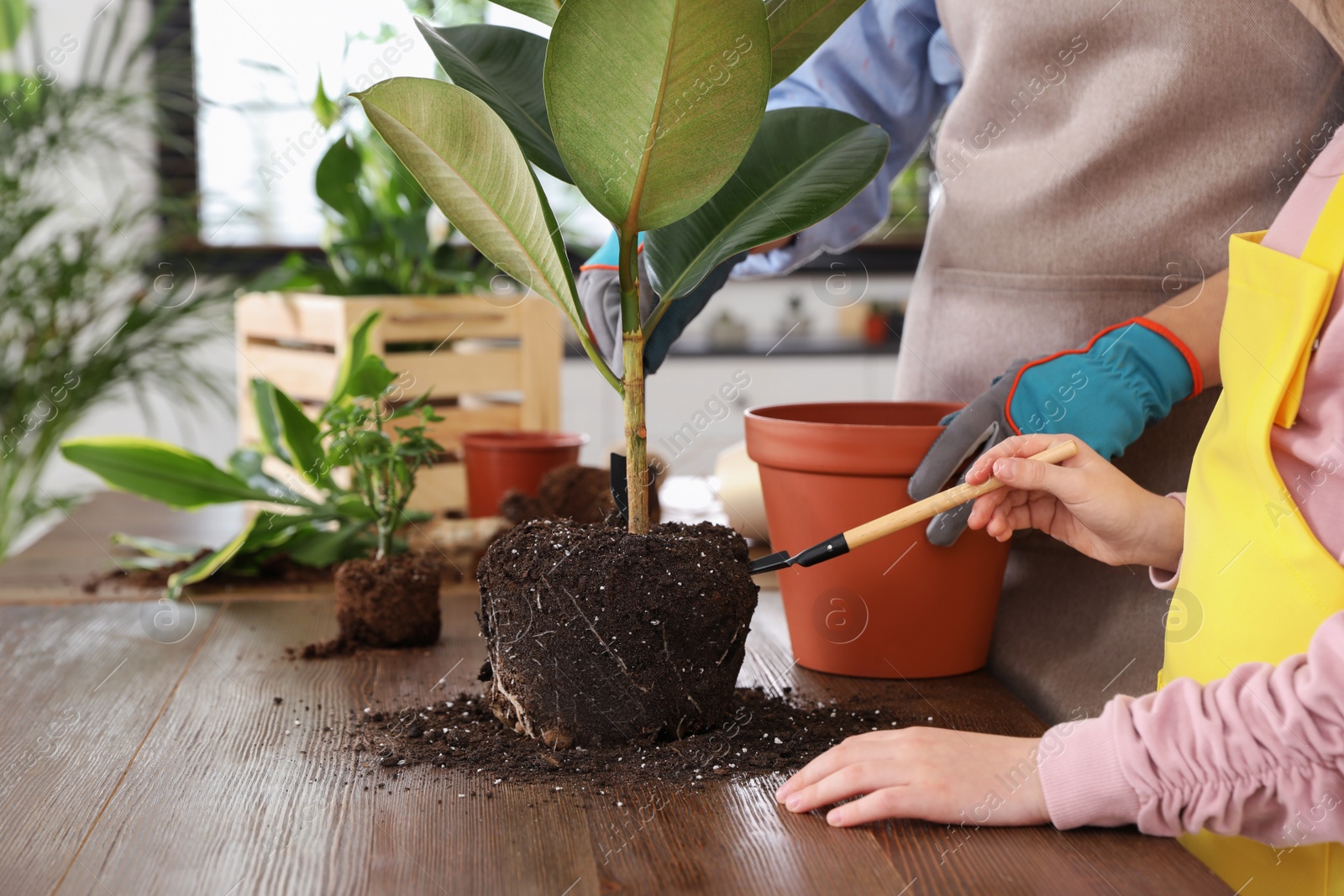 Photo of Mother and daughter taking care of plant at home, closeup