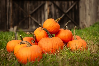 Photo of Many ripe orange pumpkins on green grass in garden