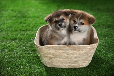 Photo of Cute Akita Inu puppies in basket on green grass outdoors