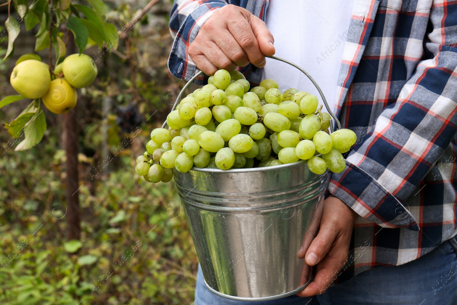 Photo of Farmer holding bucket with ripe grapes in vineyard, closeup. Space for text