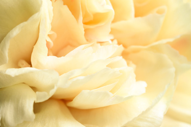 Photo of Closeup view of beautiful blooming carnation as background. Floral decor