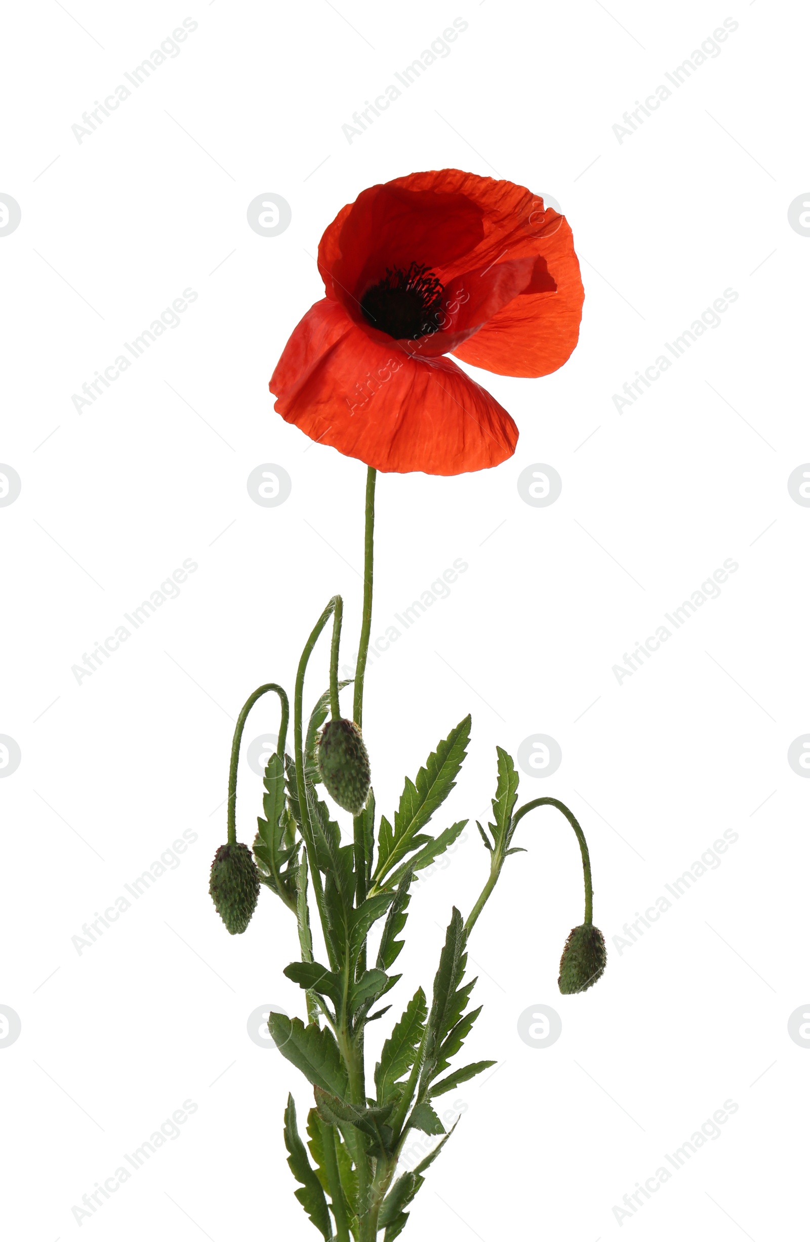 Photo of Beautiful red poppy flower isolated on white