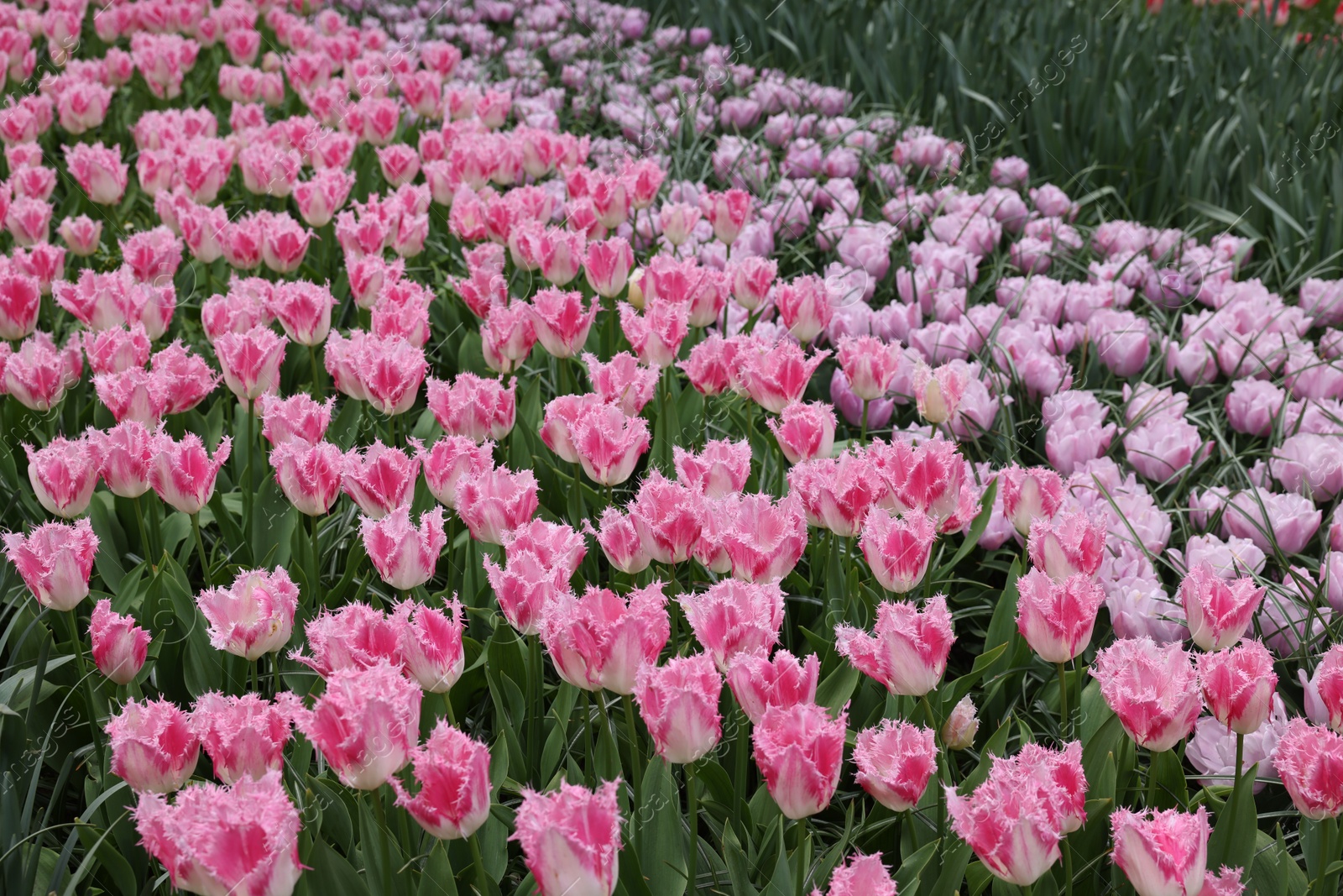 Photo of Many beautiful tulip flowers growing outdoors. Spring season
