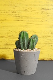 Photo of Beautiful cactus on table against color background