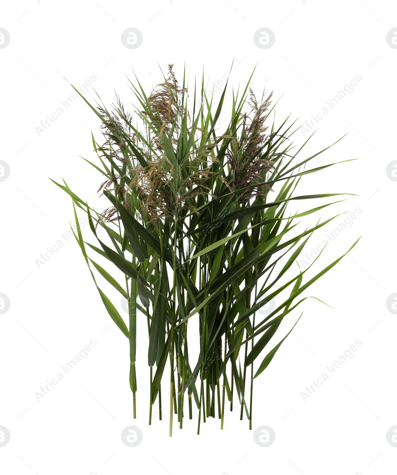 Photo of Beautiful reeds with lush green leaves and seed heads on white background