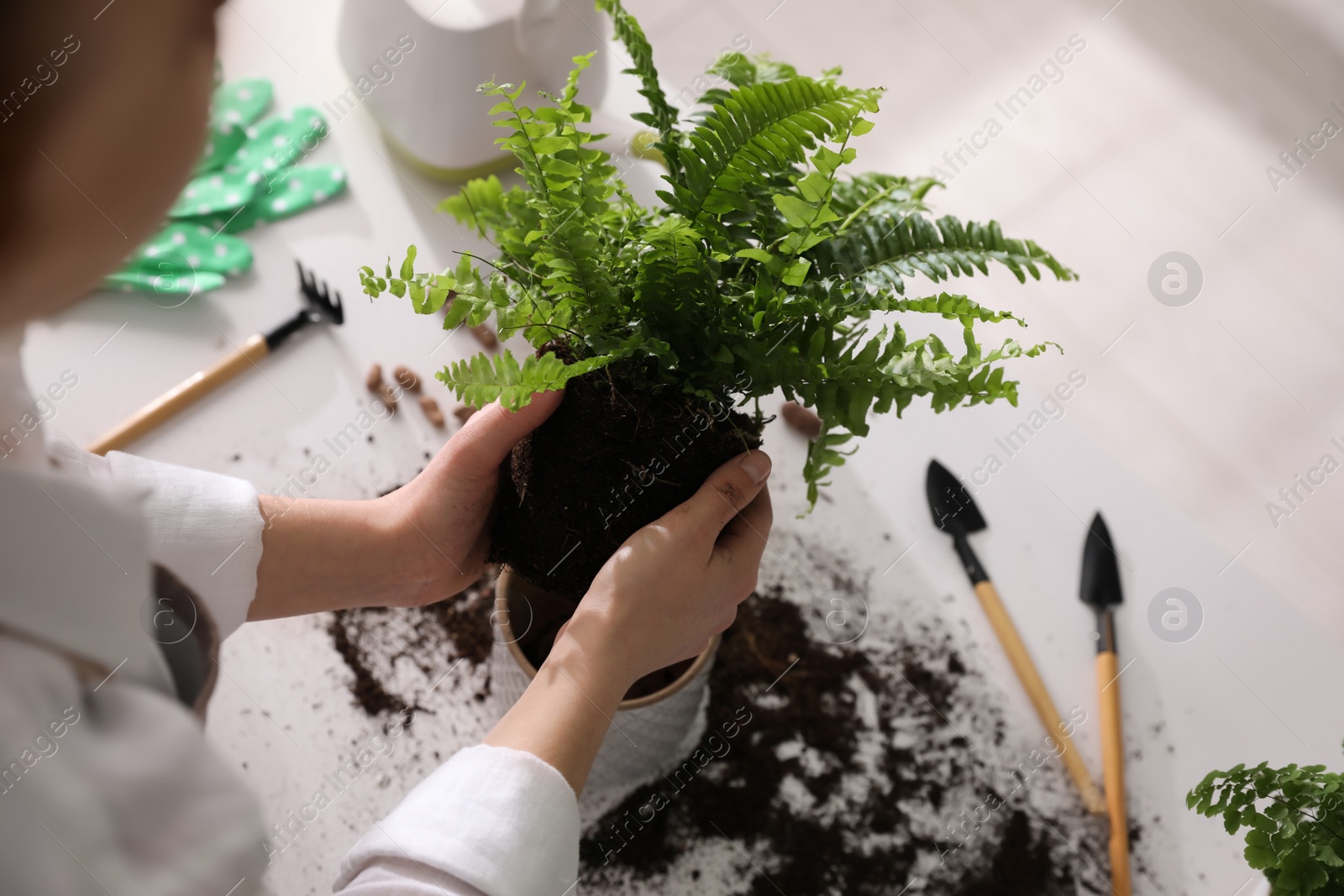 Photo of Woman holding fern above white table, closeup