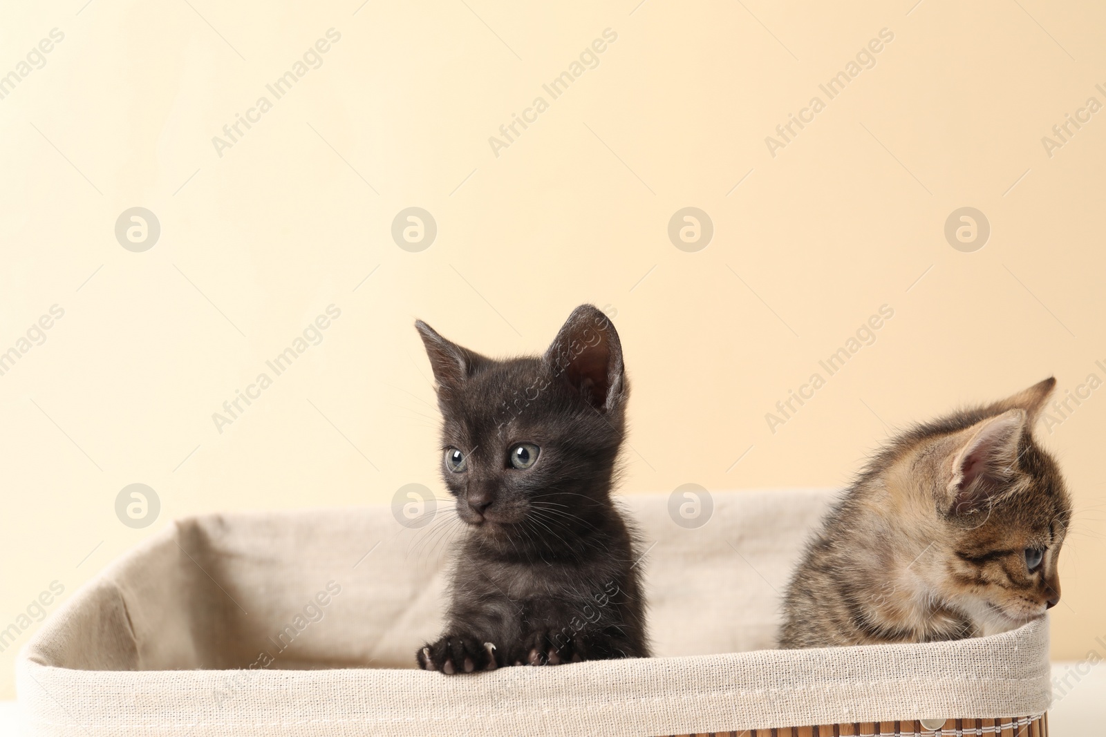 Photo of Cute fluffy kittens in basket against beige background. Baby animals