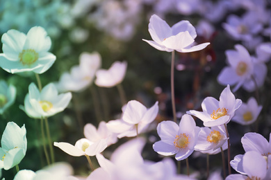 Beautiful blossoming Japanese anemone flowers outdoors on spring day