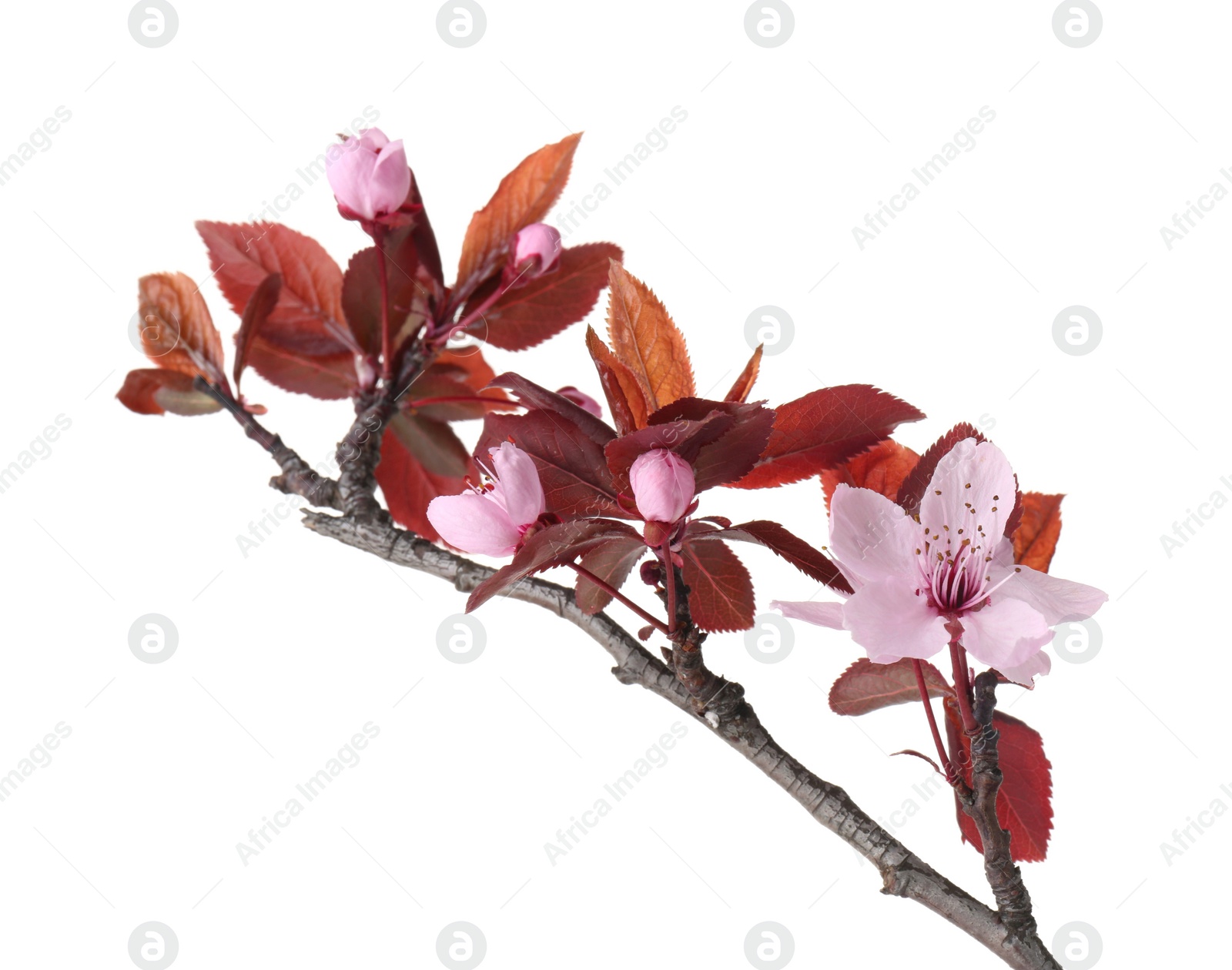 Photo of Spring tree branch with beautiful blossoms isolated on white