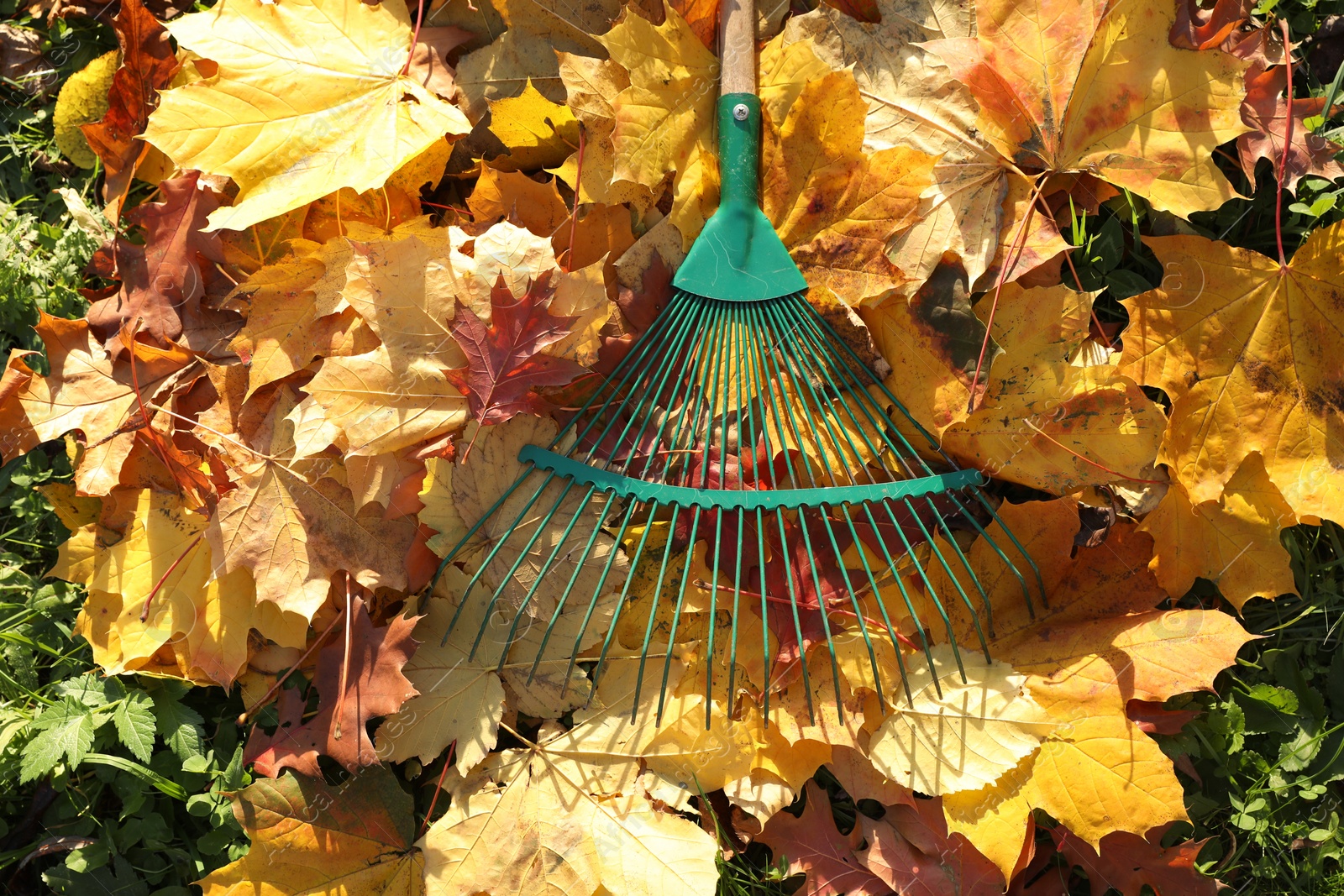 Photo of Rake and fall leaves on grass outdoors, top view