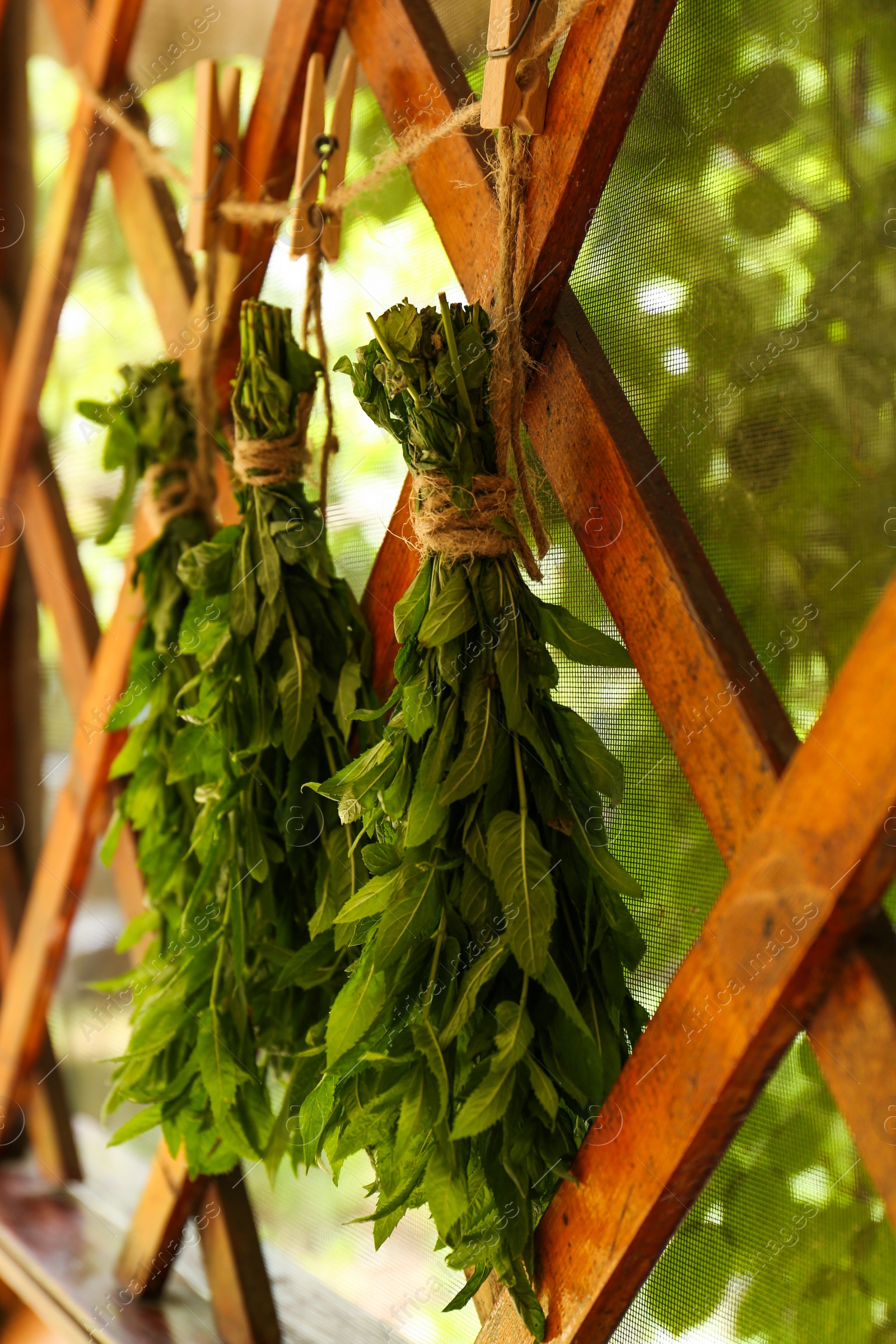 Photo of Bunches of beautiful green mint hanging on rope outdoors