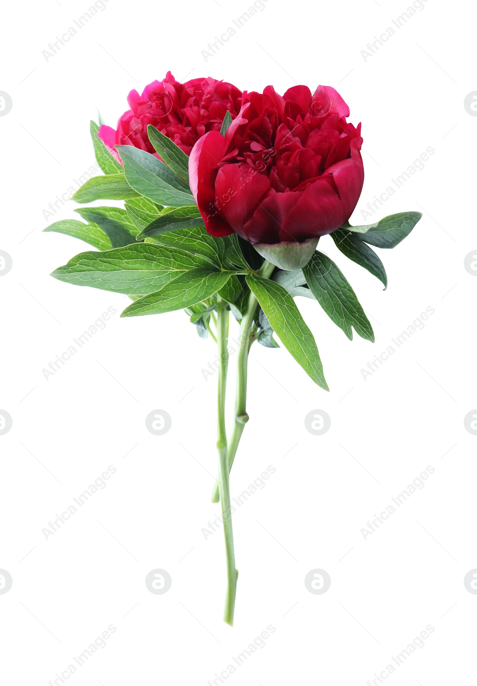 Photo of Beautiful red peonies with leaves isolated on white