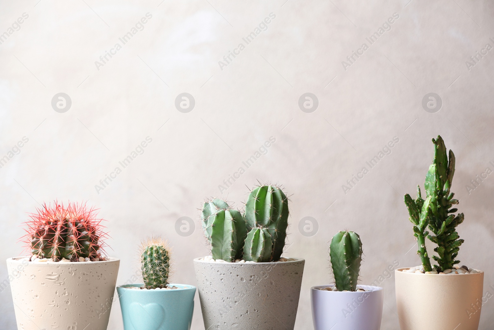 Photo of Beautiful cactuses in pots on light background