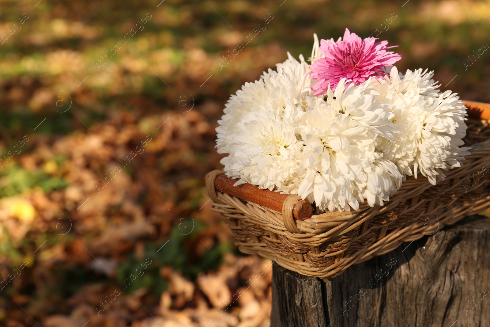 Photo of Beautiful flowers in wicker basket outdoors on sunny day. Space for text