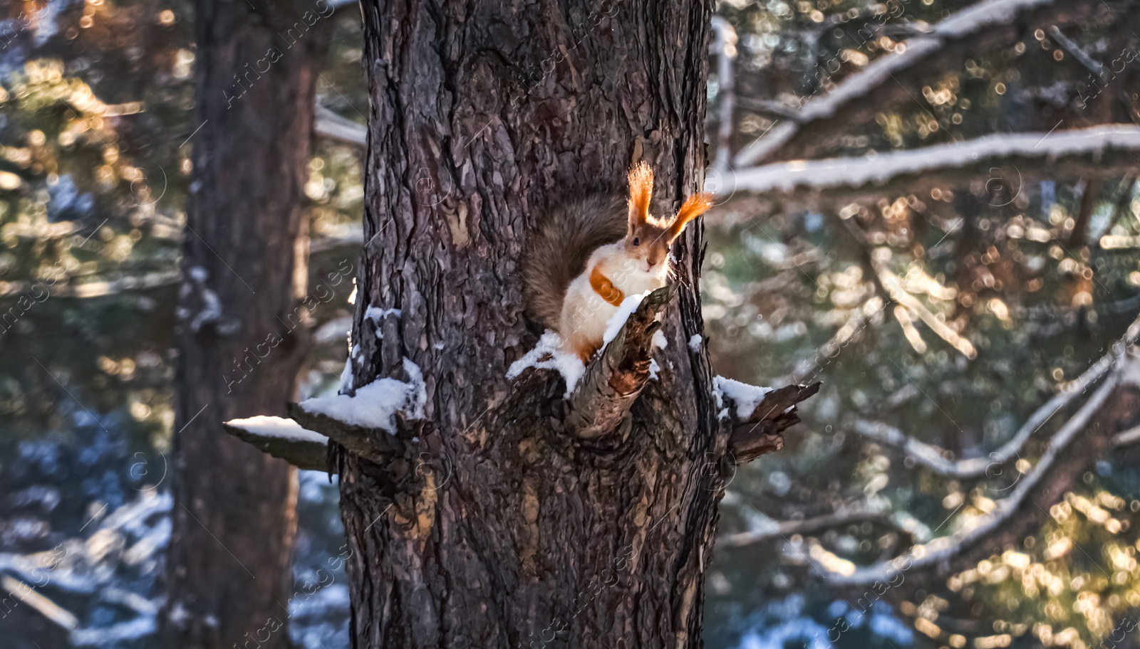 Photo of Cute squirrel on pine tree in winter forest