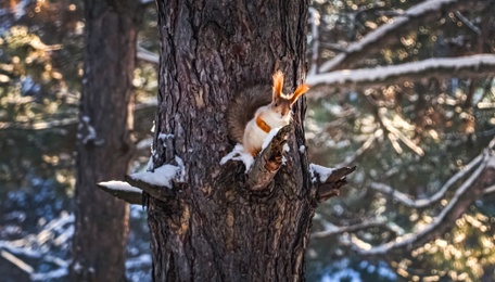 Photo of Cute squirrel on pine tree in winter forest