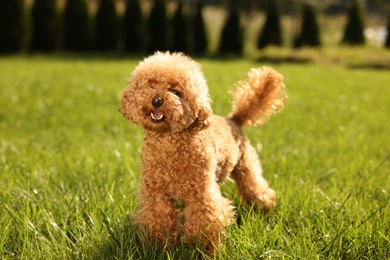 Cute Maltipoo dog on green lawn outdoors