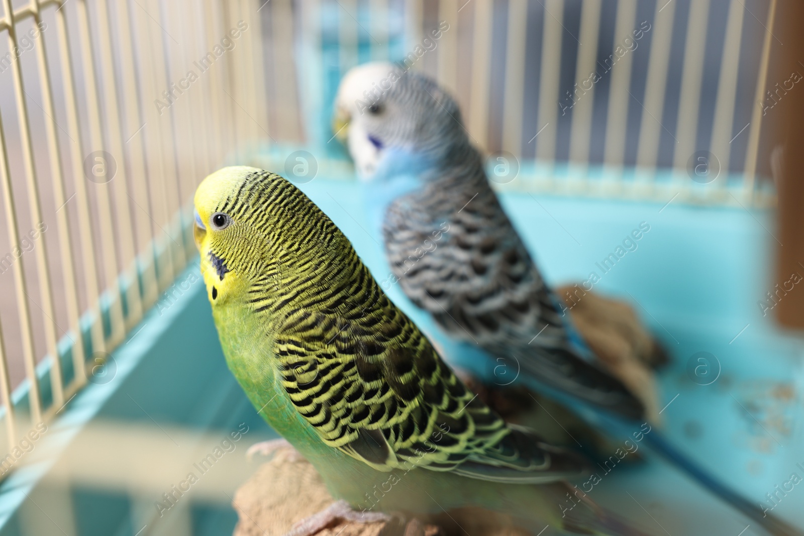 Photo of Beautiful bright parrots in cage indoors. Exotic pets