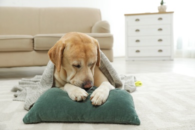 Photo of Yellow labrador retriever with pillow lying on floor indoors