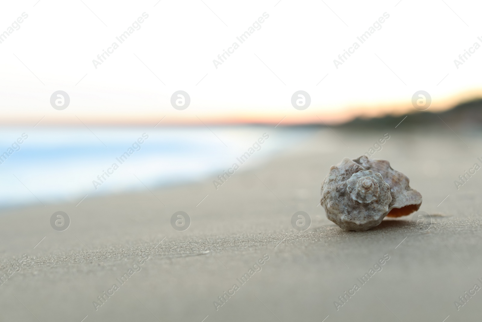 Photo of Beautiful seashell on sandy beach at sunrise. Space for text