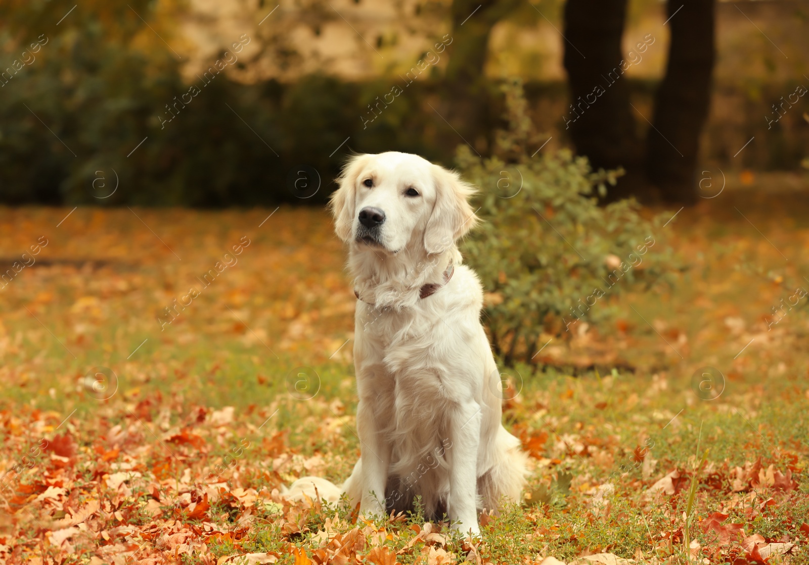 Photo of Funny Labrador Retriever in beautiful autumn park