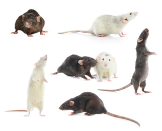 Set of cute little rats on white background