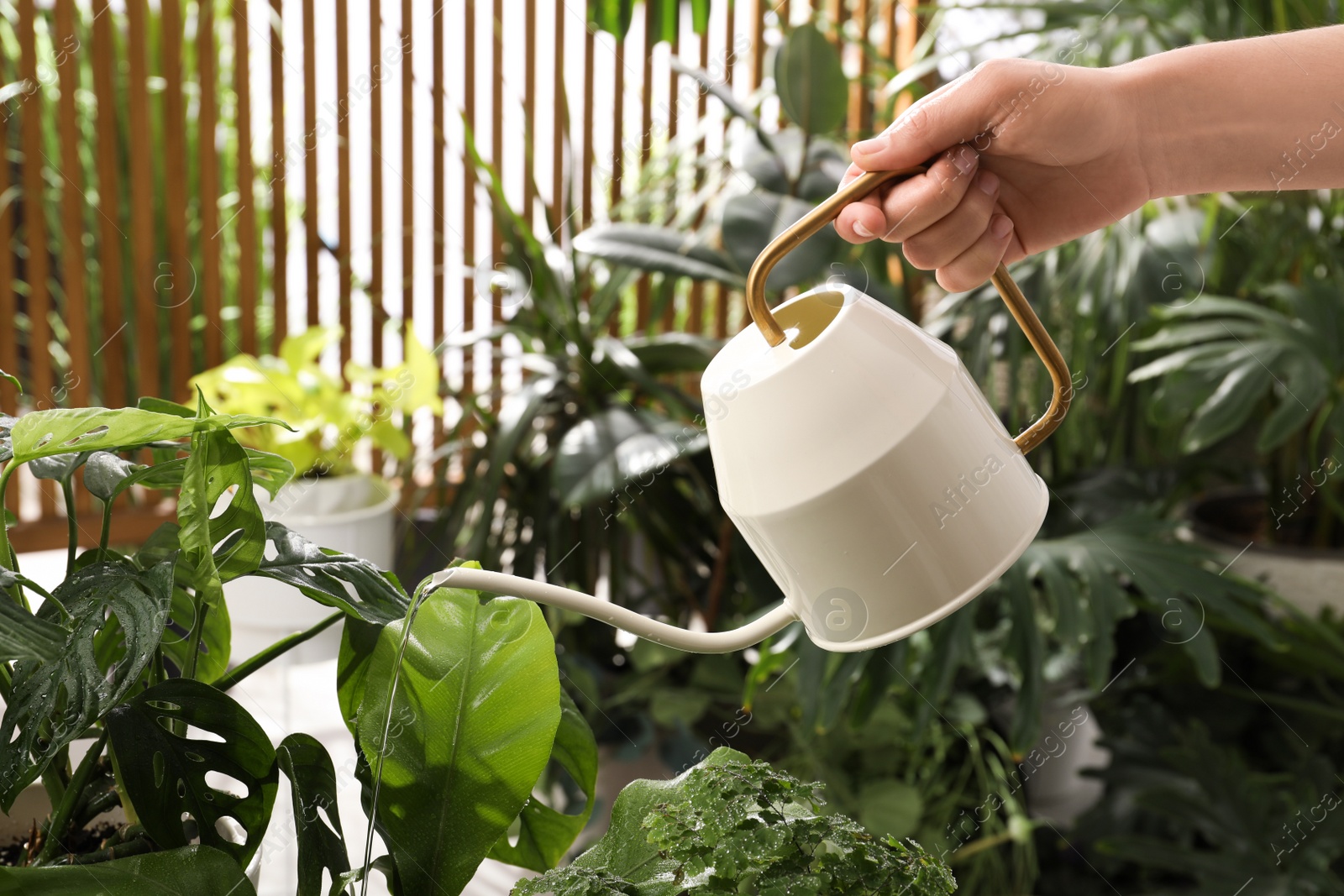 Photo of Woman watering beautiful house plant from can, closeup