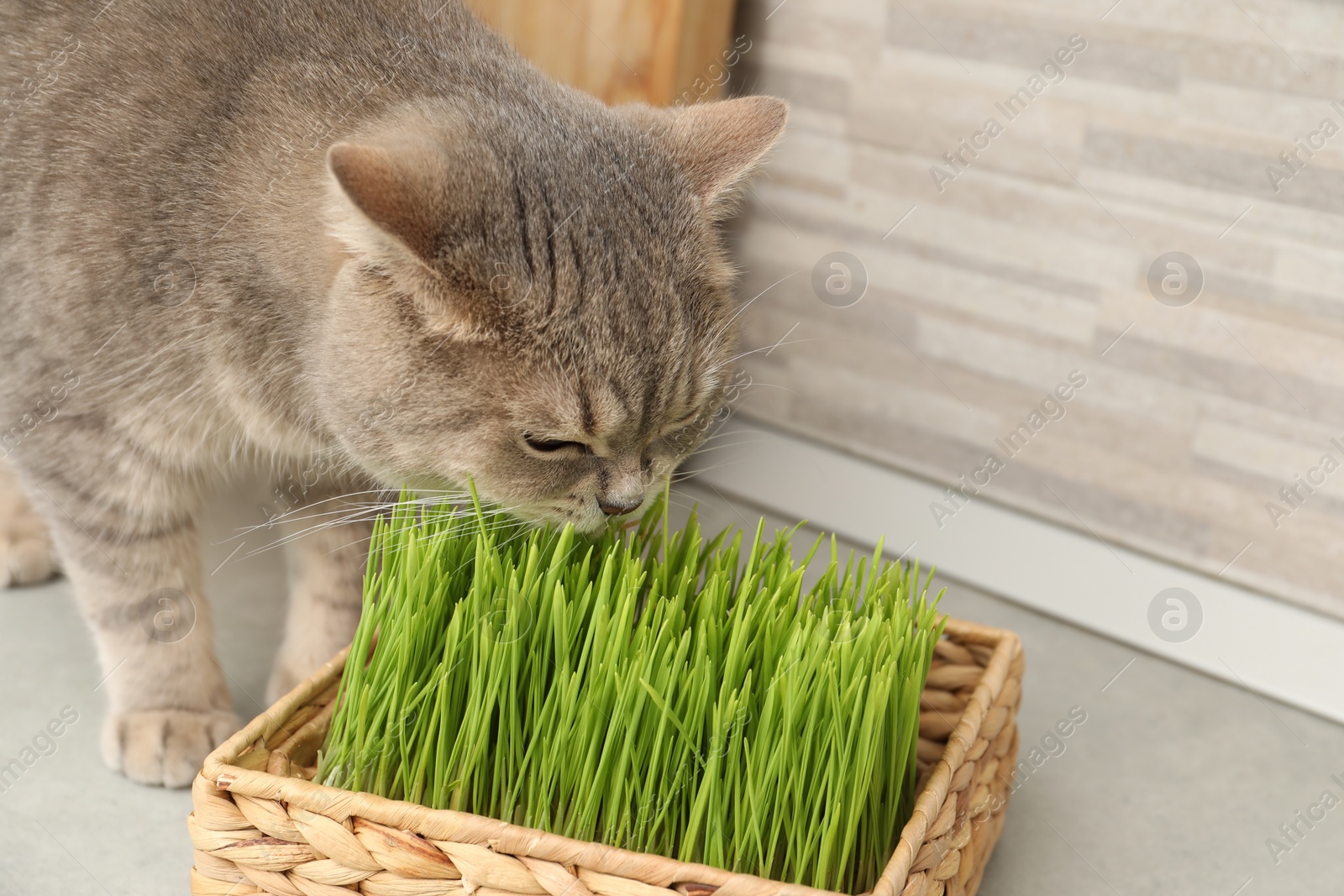 Photo of Cute cat and fresh green grass on floor near wall indoors