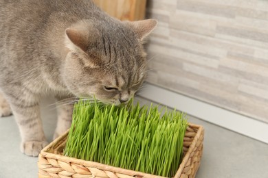 Cute cat and fresh green grass on floor near wall indoors